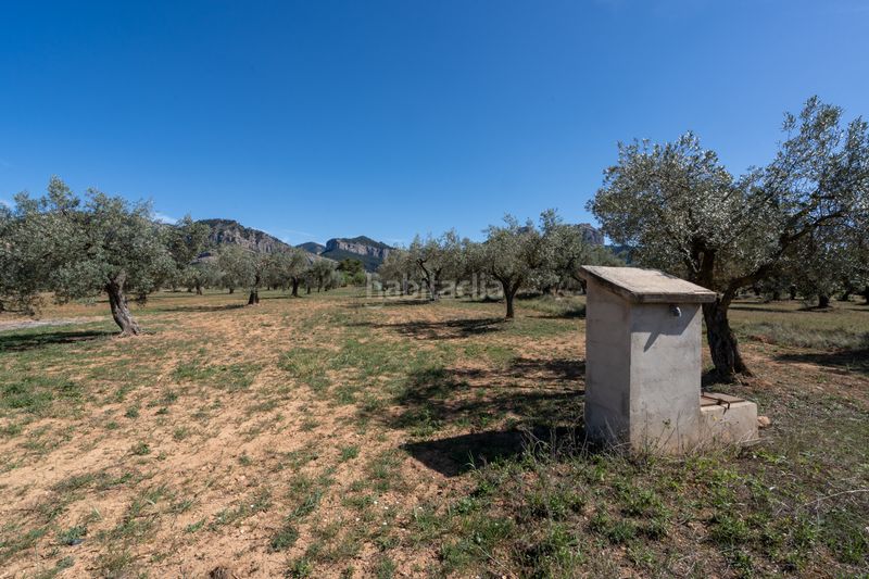 Foto 1607a7e7-230b-45d9-85b1-b621686ab1a7. Finca rústica en raval dels àngels 18 finca rústica con olivos y frutales. agua de riego de pozo propio. construcción metálica. en Horta de Sant Joan