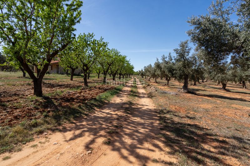 Foto 1e6c8dc0-f496-4861-9b82-eb92cce5bb4d. Finca rústica en raval dels àngels 18 finca rústica con olivos y frutales. agua de riego de pozo propio. construcción metálica. en Horta de Sant Joan
