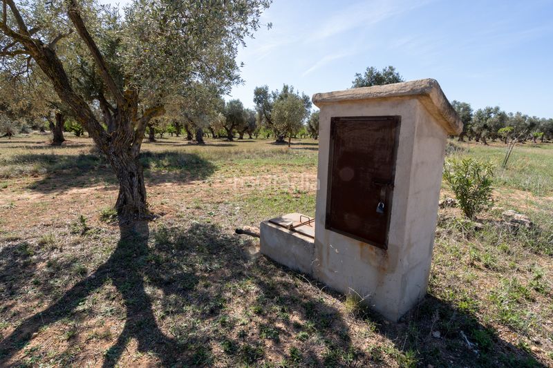 Foto 3c13bf4a-7561-47da-a2d5-8b592934fbe2. Finca rústica en raval dels àngels 18 finca rústica con olivos y frutales. agua de riego de pozo propio. construcción metálica. en Horta de Sant Joan