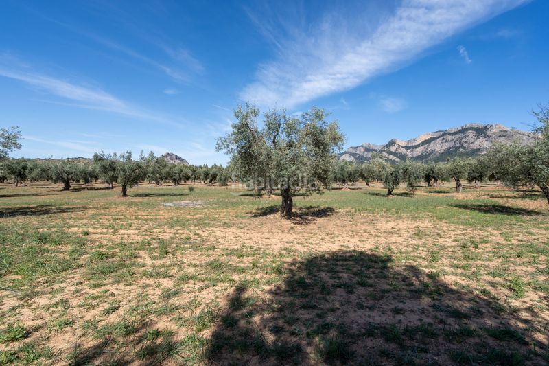 Foto 5bcf8102-ba58-40b0-9068-bd8e777d1b47. Finca rústica en raval dels àngels 18 finca rústica con olivos y frutales. agua de riego de pozo propio. construcción metálica. en Horta de Sant Joan
