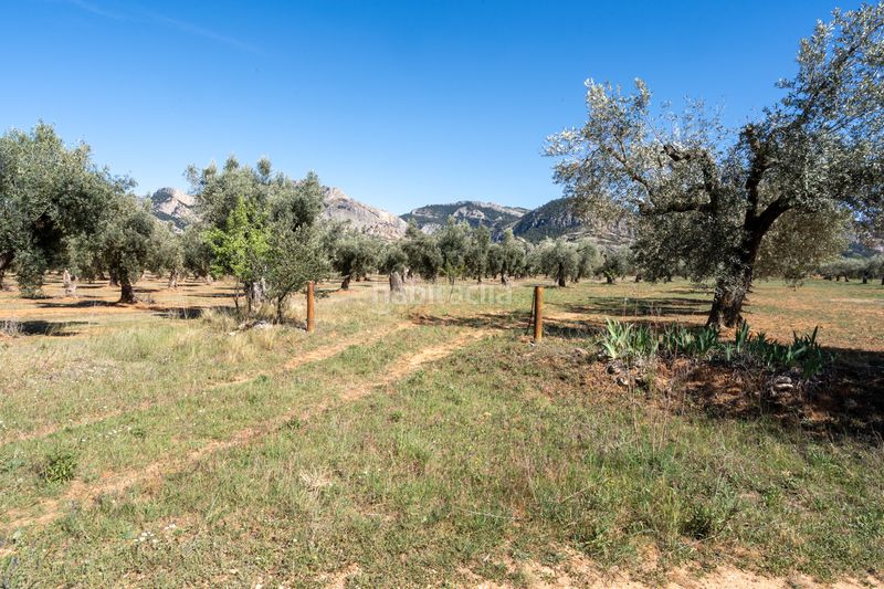 Foto a47ba4b0-f058-46d7-a213-0d5d95729bdf. Finca rústica en raval dels àngels 18 finca rústica con olivos y frutales. agua de riego de pozo propio. construcción metálica. en Horta de Sant Joan