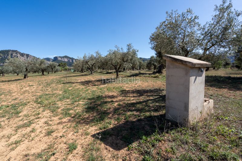 Foto a7468848-6831-43c5-9861-103c33230c90. Finca rústica en raval dels àngels 18 finca rústica con olivos y frutales. agua de riego de pozo propio. construcción metálica. en Horta de Sant Joan