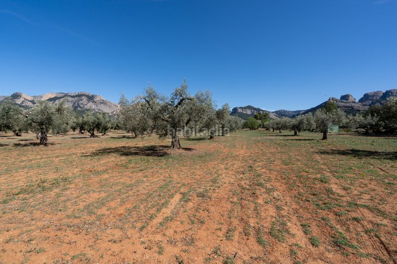 Foto c2f79c44-17a7-47e3-9c91-5aa5f6553674. Finca rústica en raval dels àngels 18 finca rústica con olivos y frutales. agua de riego de pozo propio. construcción metálica. en Horta de Sant Joan