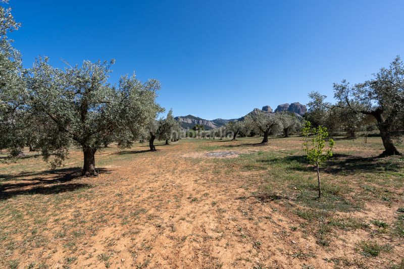 Foto ca5a7303-c040-4f0a-81f4-ed76297b98e3. Finca rústica en raval dels àngels 18 finca rústica con olivos y frutales. agua de riego de pozo propio. construcción metálica. en Horta de Sant Joan