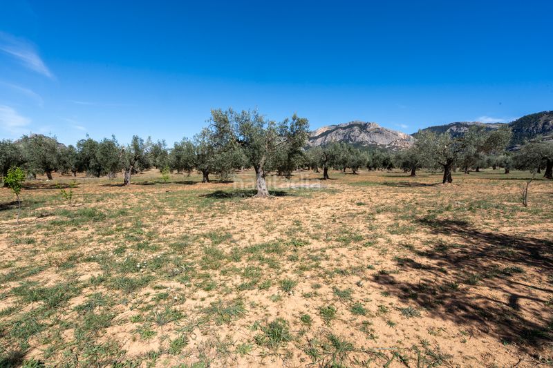 Foto de98452c-e39b-431a-9024-ab2933c591ab. Finca rústica en raval dels àngels 18 finca rústica con olivos y frutales. agua de riego de pozo propio. construcción metálica. en Horta de Sant Joan