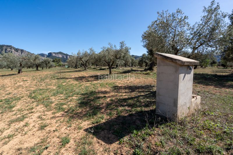 Foto e8672fff-620e-479f-8bb8-b0bb3ad054a3. Finca rústica en raval dels àngels 18 finca rústica con olivos y frutales. agua de riego de pozo propio. construcción metálica. en Horta de Sant Joan