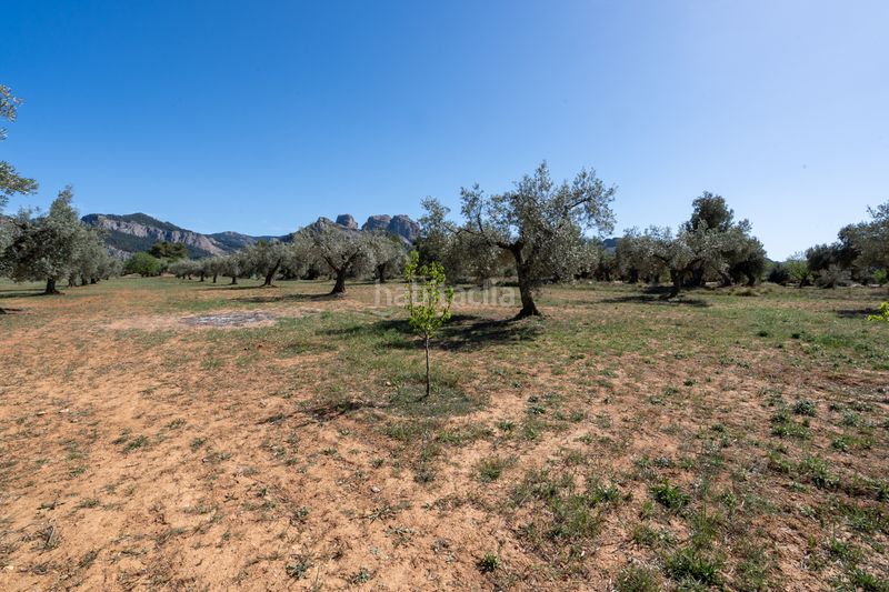 Foto ed7ff510-cbb1-4b3f-afd7-fabbcc87cfad. Finca rústica en raval dels àngels 18 finca rústica con olivos y frutales. agua de riego de pozo propio. construcción metálica. en Horta de Sant Joan