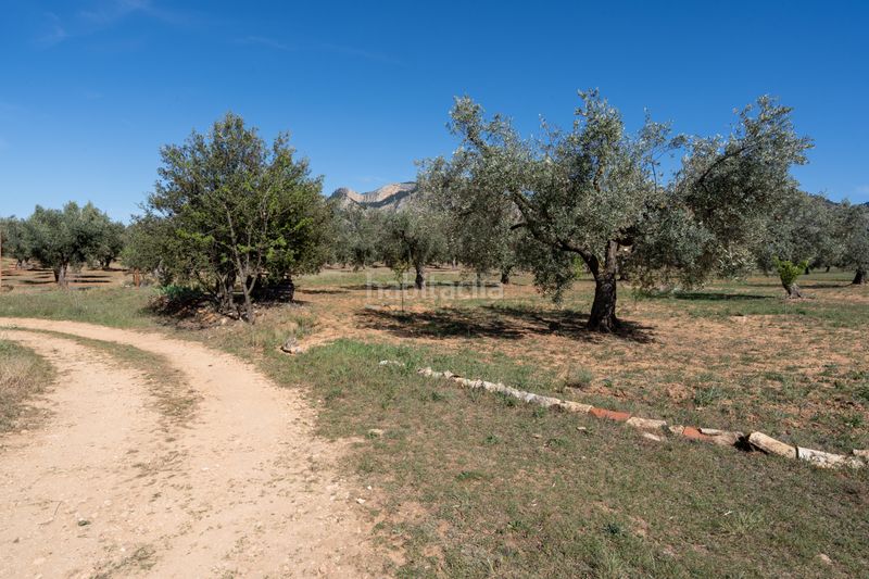 Foto f58bc69a-dcda-4077-ada0-62bb38f0876a. Finca rústica en raval dels àngels 18 finca rústica con olivos y frutales. agua de riego de pozo propio. construcción metálica. en Horta de Sant Joan