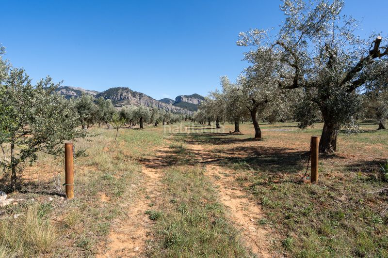 Foto fa2440c7-3621-4c99-a337-939202b5f490. Finca rústica en raval dels àngels 18 finca rústica con olivos y frutales. agua de riego de pozo propio. construcción metálica. en Horta de Sant Joan
