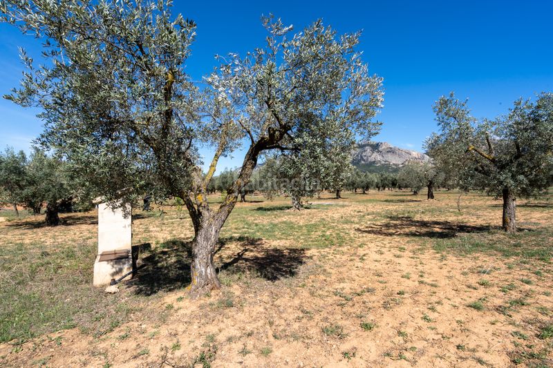 Foto fa9aeec3-19ad-4536-9648-15c53e71d618. Finca rústica en raval dels àngels 18 finca rústica con olivos y frutales. agua de riego de pozo propio. construcción metálica. en Horta de Sant Joan