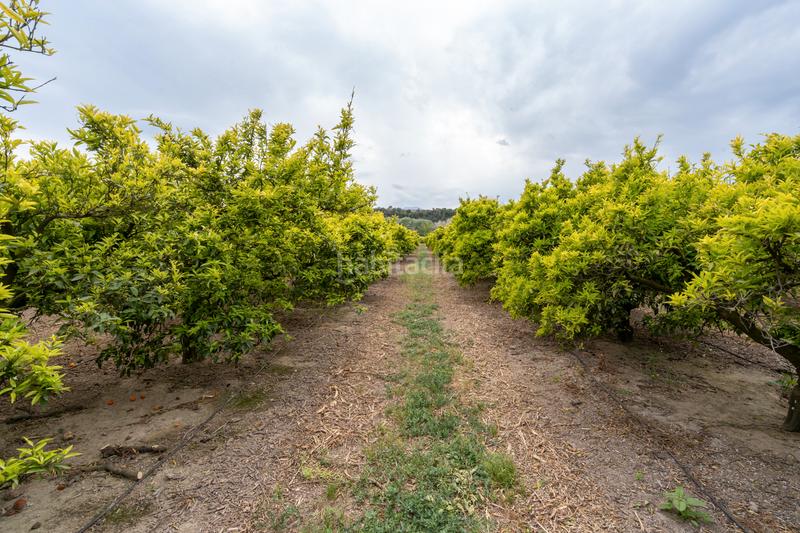 Foto 42ffe313-bfdd-440a-a21f-0cc94f9840a8. Propriété dans partida bitem 46 dans Bítem Tortosa