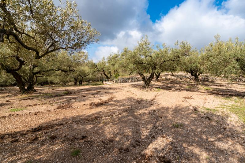 Foto c455211d-f734-41c5-ae21-134cc5a3db4c. Propriété dans Mas de Barberans