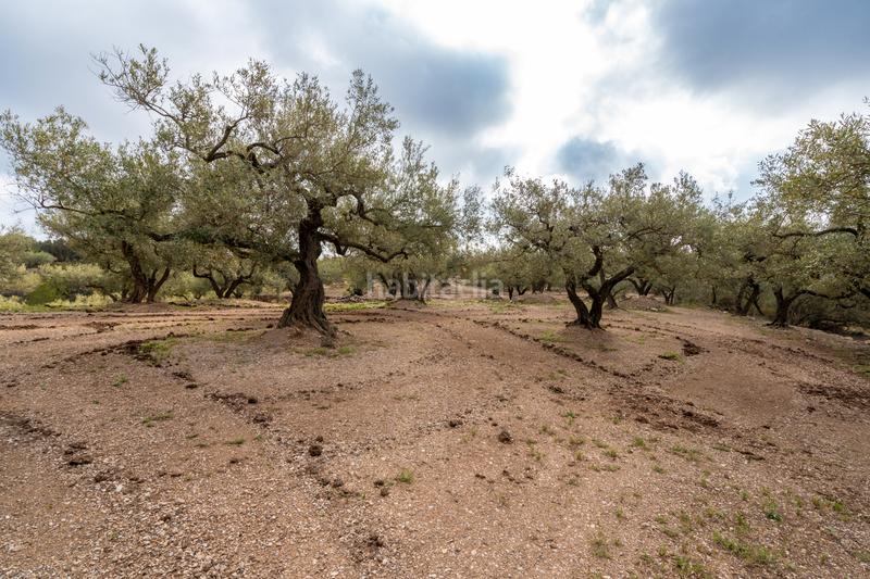 Foto c9baa2ea-6e8e-4d3d-b7f4-75293263b6eb. Propriété dans Mas de Barberans