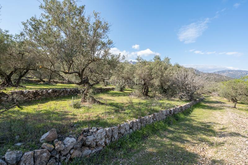 Foto 87b480e7-a786-48a1-b3fa-79ddbdc2541e. Finca rústica gran finca de olivos con masía en Roquetes