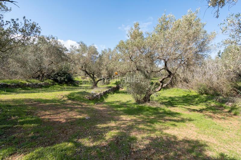 Foto a9b60541-363d-4f10-a35a-cd82ba484356. Finca rústica gran finca de olivos con masía en Roquetes