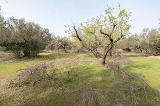 Rural plot in Mas de Barberans. Gran finca de secano con olivos y sin edificación
