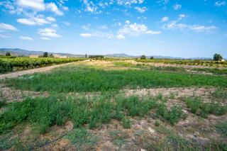 Finca rústica  Carrer barca. Finca rústica ideal para hacer huerto cerca de ginestar