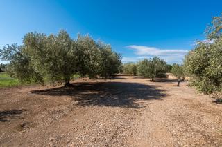 Rural plot  Carrer pagesia. Finca rústica  de olivos con agua de riego de pozo comunitario.