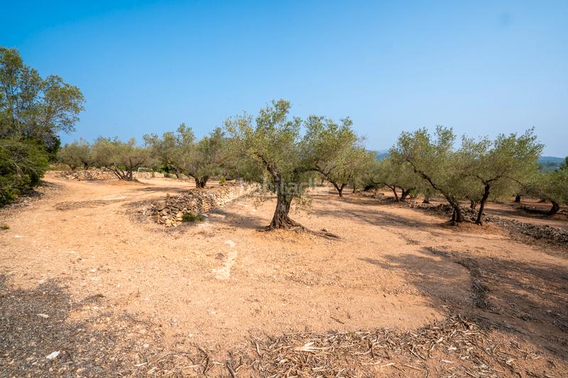 Foto d35b8222-14f2-49ac-a308-f9aae4cd8bdd. Rural plot in Urbanitzacions Tortosa
