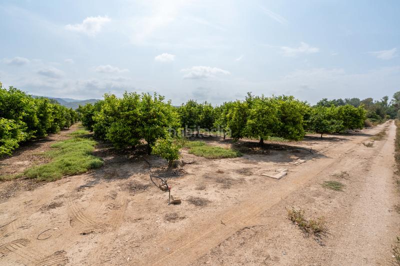 Foto e5be343a-e642-4e1d-bedb-6615617a57f0. Finca rústica huerto con mandarinos cerca de Bítem en Tortosa