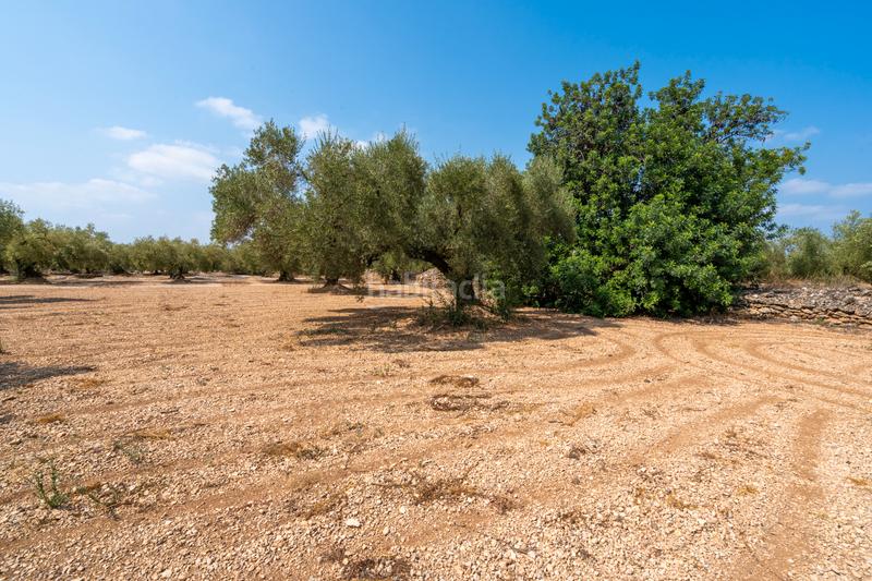 Foto 08c00aa7-0f7c-49f2-8307-73bb118ef5b0. Landgut in Ulldecona