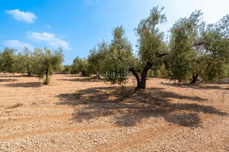 Foto 19af5bd1-ea76-460a-9f6f-cc20a70d8a3b. Landgut in Ulldecona