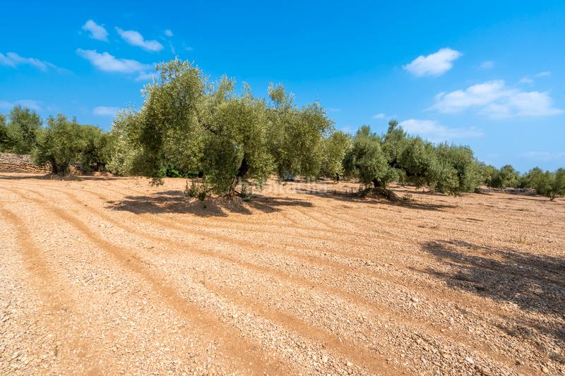 Foto b0f4e22a-4866-49cf-96b9-f2653a47a7a3. Landgut in Ulldecona