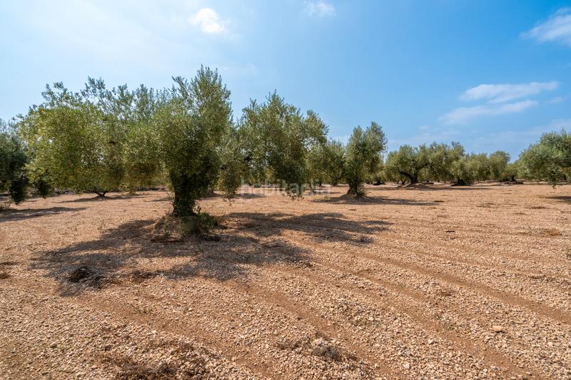 Foto caedfe11-8772-4bfe-80f3-3f3b68b65532. Landgut in Ulldecona