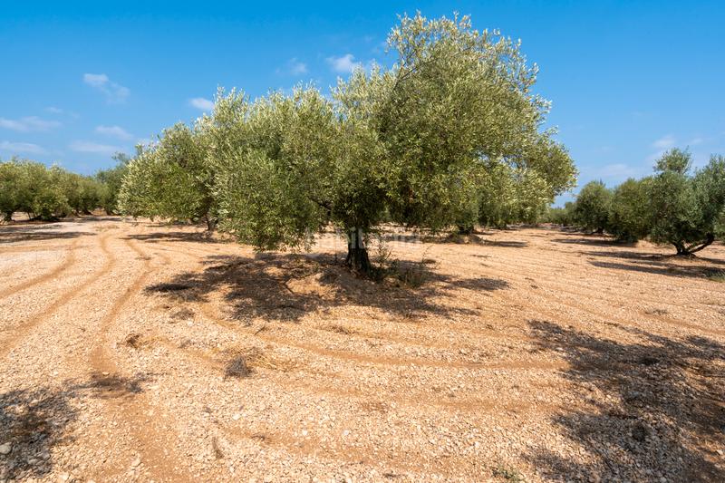 Foto d45b37fb-c023-496d-a9b7-4f5b96db9c95. Landgut in Ulldecona