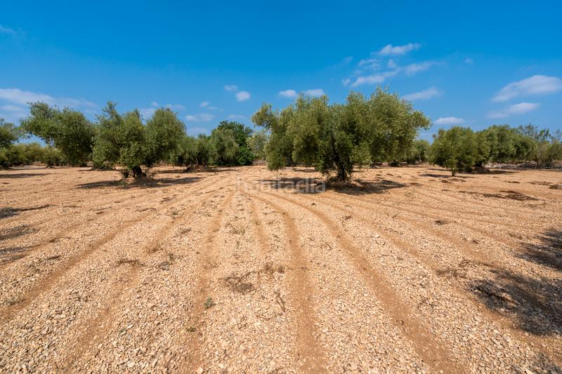 Foto f02150a3-0993-401a-ac48-ec93e09a9e18. Landgut in Ulldecona
