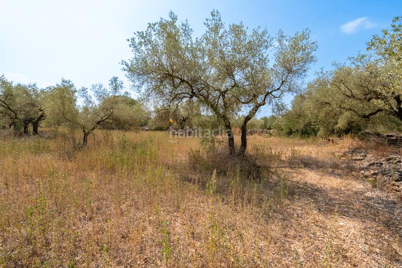 Foto 69e94a0e-efd4-49f2-bf6e-b0f8f75e45b0. Fondo rustico in Ulldecona