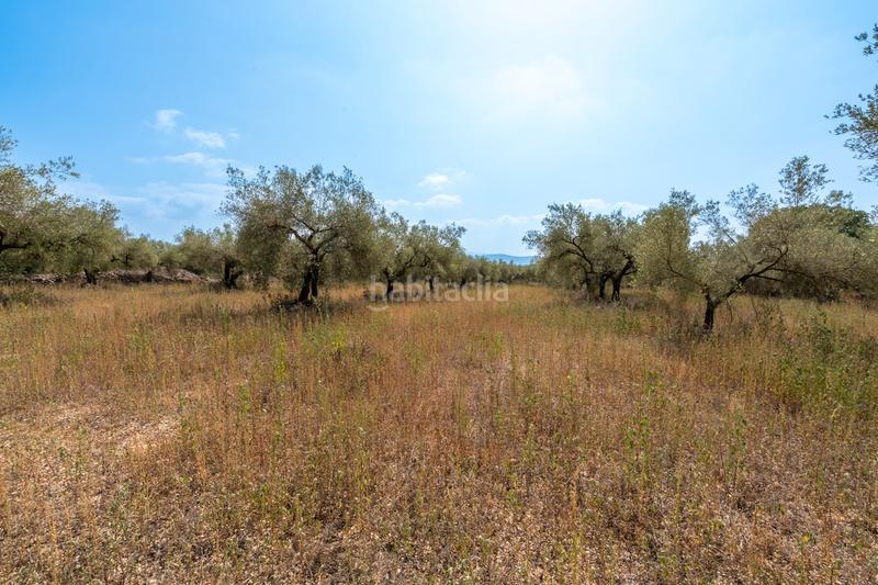 Foto 72b10721-81c8-4418-a96e-02594aef3254. Fondo rustico in Ulldecona