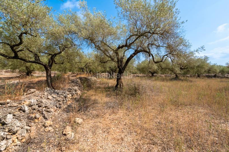 Foto 9cf41cf8-8ac7-4cd8-baaf-da4e40ea3ec9. Fondo rustico in Ulldecona