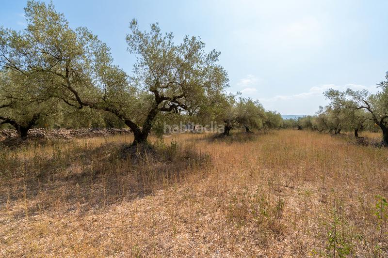 Foto babb78e2-3817-4406-9aa2-c0c01f5b2640. Fondo rustico in Ulldecona