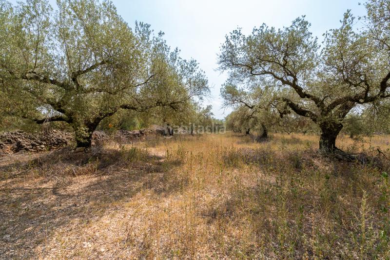 Foto c5ab6edb-4198-4181-9181-48b66ed0810d. Fondo rustico in Ulldecona