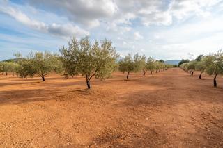 Finca rústica a T-331 12. Finca rústica de olivos jóvenes y agua de riego