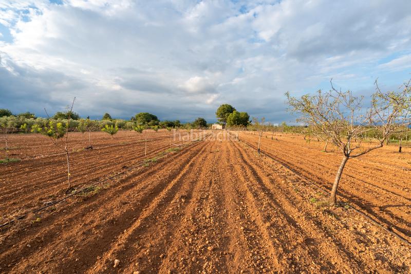 Foto f802070d-08fa-4400-a726-46d3ff4e71a9. Finca rústica a carretera del cementiri 9 a Santa Bàrbara