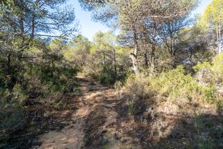 Finca rústica a Arens de Lledó. Finca rústica de secano con pinos