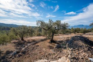 Finca rústica a Bítem. Finca rústica de olivos en producción con bonitas vistas