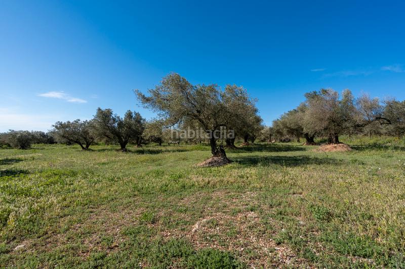 Foto 3fc54f1d-7625-43f5-b953-ed6b35969d98. Propriété dans cv-100 15 dans Rossell