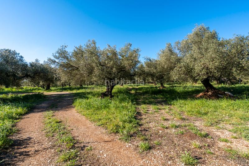 Foto 6d4f7ae6-c597-45c7-8edf-20b009e4d65f. Propriété dans cv-100 15 dans Rossell