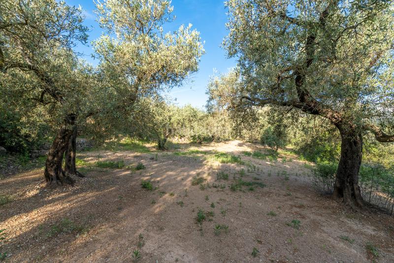 Foto 2da0f67d-a38e-4aab-8f90-0014cc5bcca1. Rural plot in tv-3421 31 in Mas de Barberans