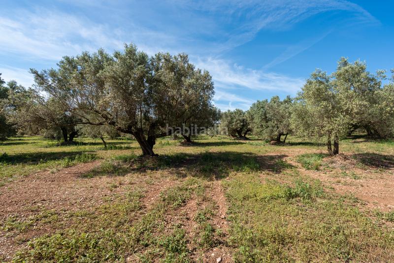 Foto dd81e6d7-923c-419b-a176-6b44182a3970. Propriété dans camí de terrapico 21 dans Roquetes