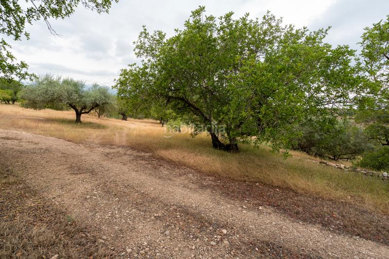 Foto 1ff8b216-b457-4f9d-b314-791ee6768828. Landgut in carrer barceloneta 46 in Aldover