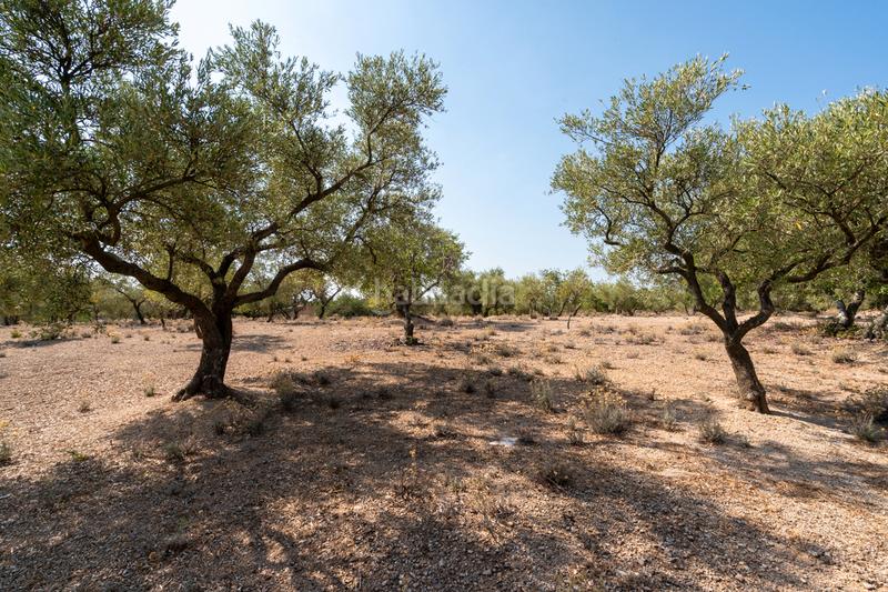 Foto 1de737a9-7eb4-42b3-b2be-fadf27913013. Propriété dans carrer barceloneta 15 dans Aldover