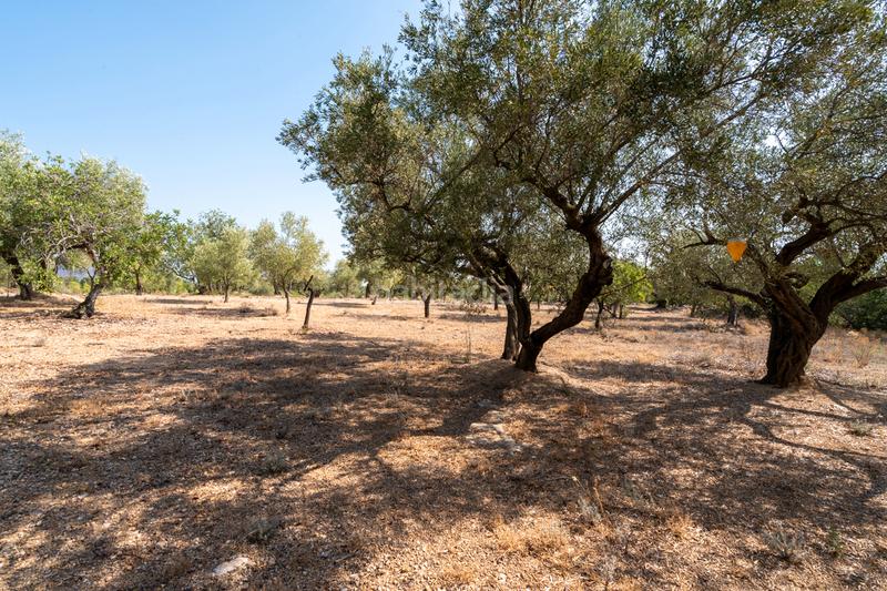 Foto 967667e8-edb6-4bb7-b3dd-09a67b24348b. Propriété dans carrer barceloneta 15 dans Aldover
