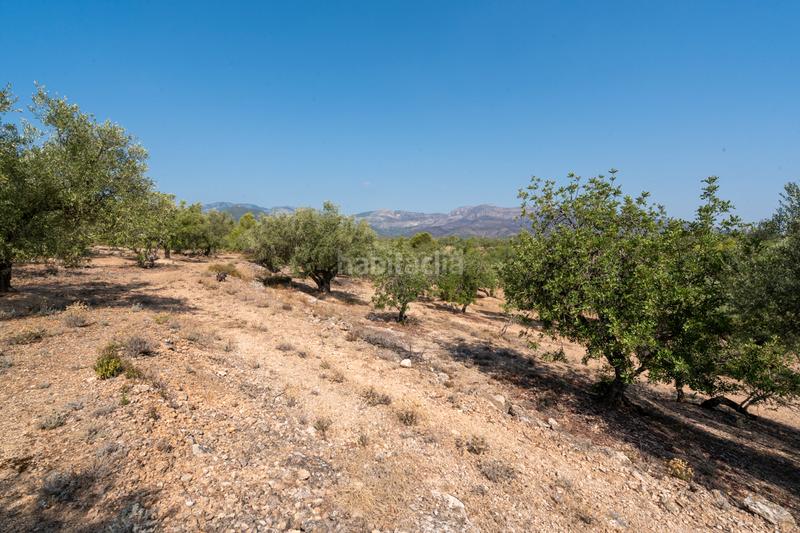 Foto b5e0c3b1-94f3-45be-b100-7d9c7f1e0bf4. Propriété dans carrer barceloneta 15 dans Aldover