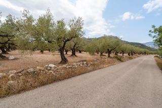 Finca rústica a N/a. Finca de olivos llana al lado de la carretera