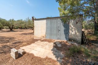 Finca rústica a N/a. Finca rústica de olivos con almacén agrícola