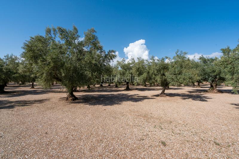 Foto 583cb66c-7a91-4d95-bb50-e275f314ede0. Finca rústica a camí del rosec 33 a Godall